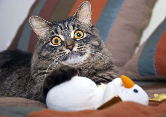 中国女篮坚持身体对抗训练提升硬度，中国女篮训练内容