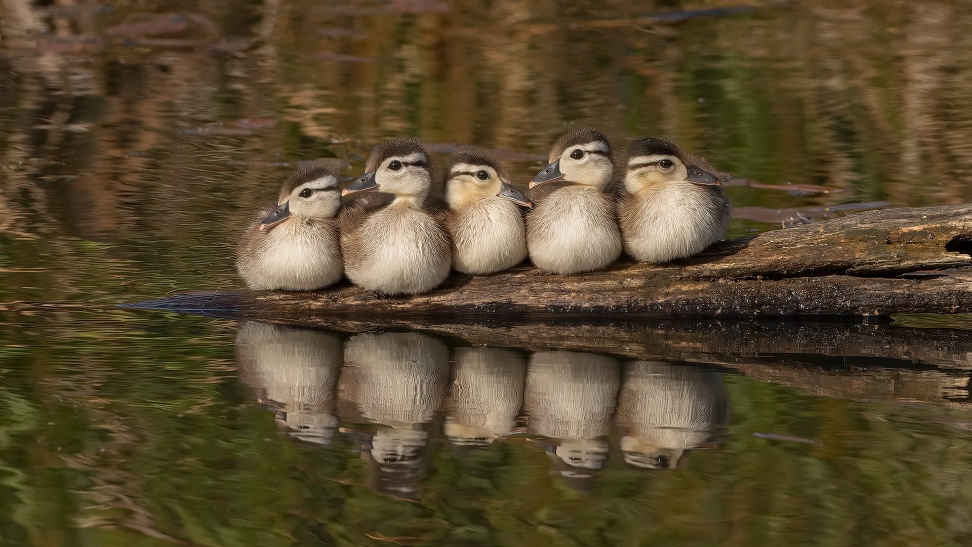 乒乓球混合团体世界杯2024赛制变动揭秘,乒乓世界杯团体赛出场顺序