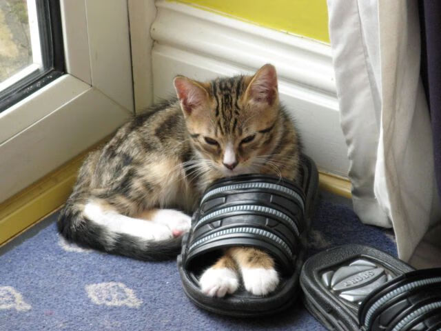 体育新闻中心发布青少年体育媒体素养指南,青少年体育素质教育