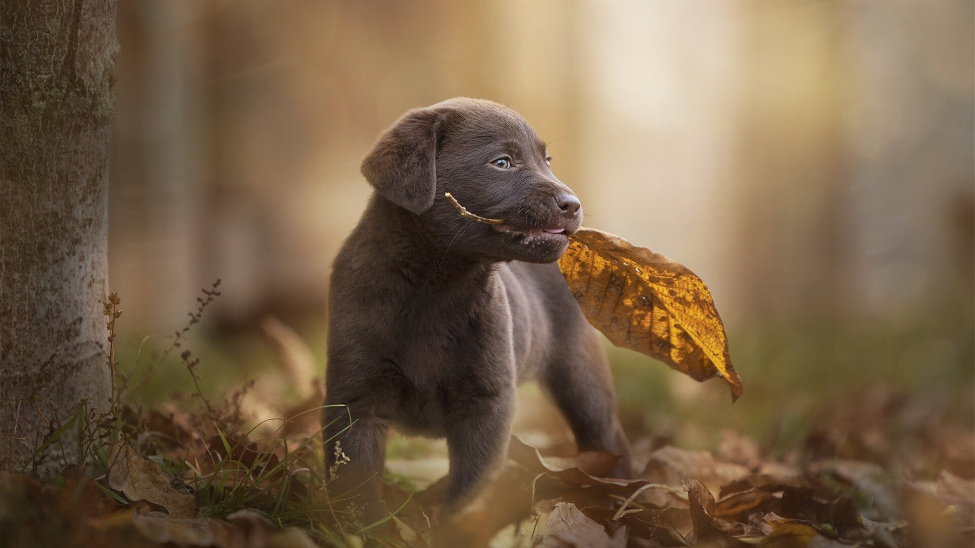 女子自由泳100米美队三人进决赛,女子自由泳100米美队三人进决赛视频