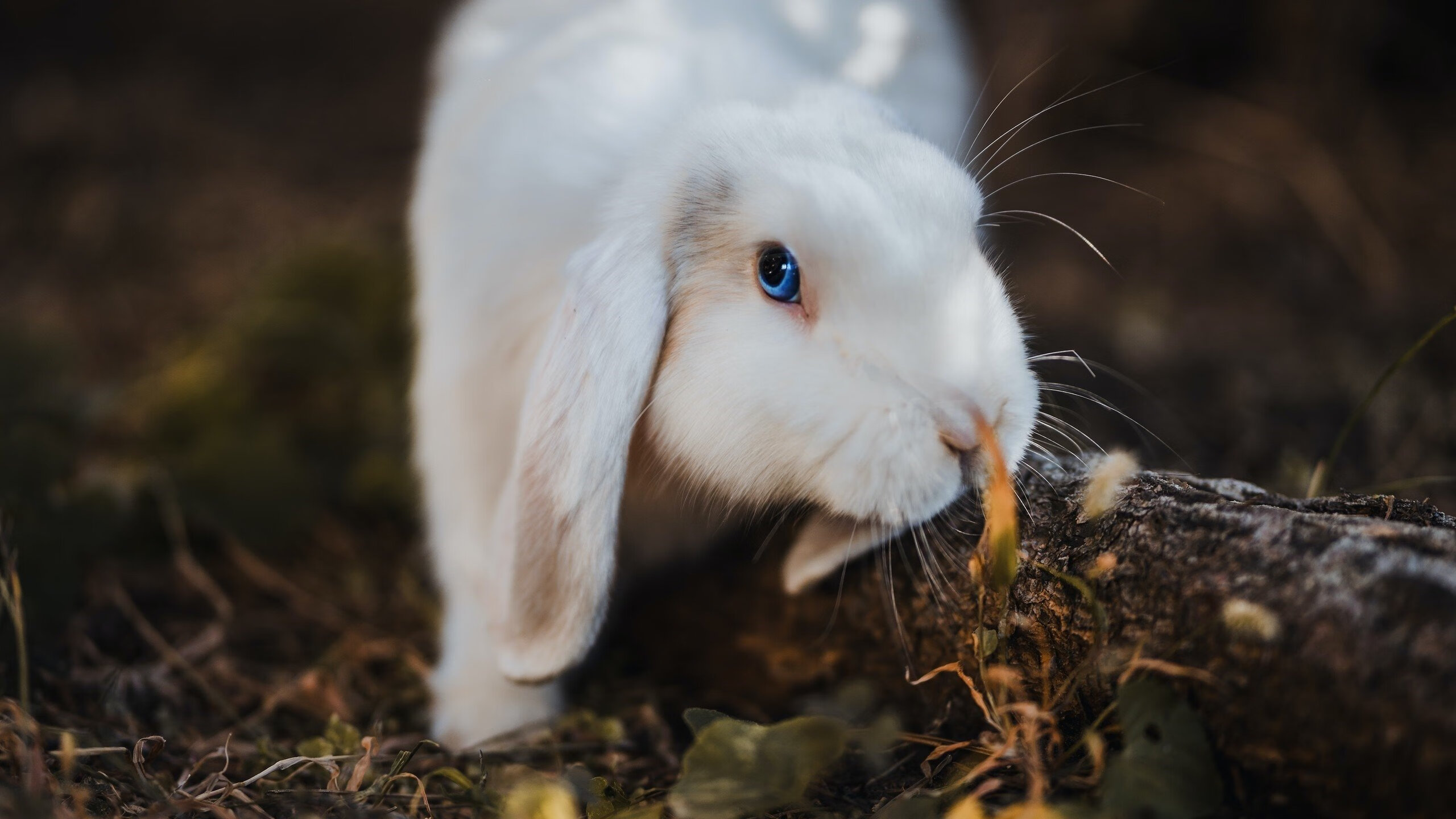 教练是否在赛前根据数据模型制定多套进攻预案,在比赛中,教练员会根据现场比赛的变化
