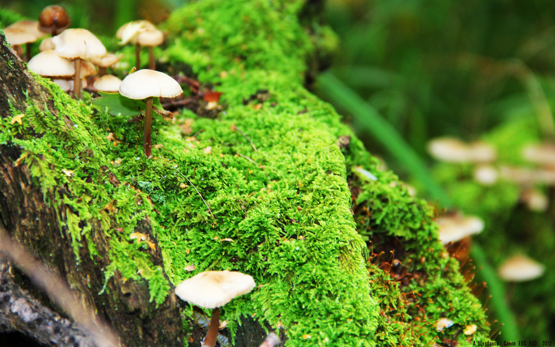 米兰体育官网-球队整体防守强度是否能弥补锋线把握机会能力不足，防守型球队