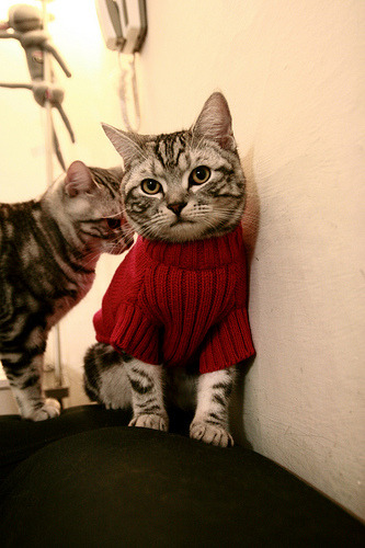 美国队国际乒联混合团体世界杯赛场亮眼表现点评,美国乒乓球队百度百科