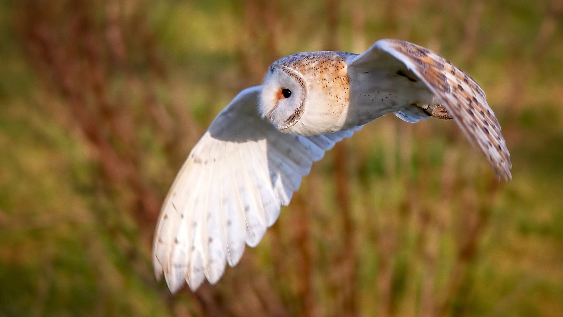 AC米兰-“霍斯特在南非羚羊队中的作用日益关键”