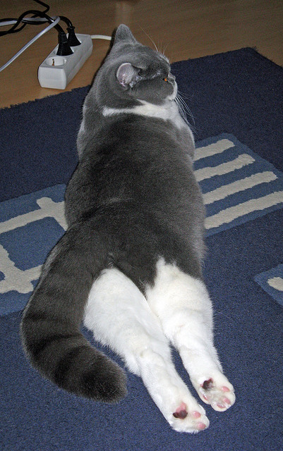 仰泳节奏精准突尼斯保持前列,仰泳进阶指南