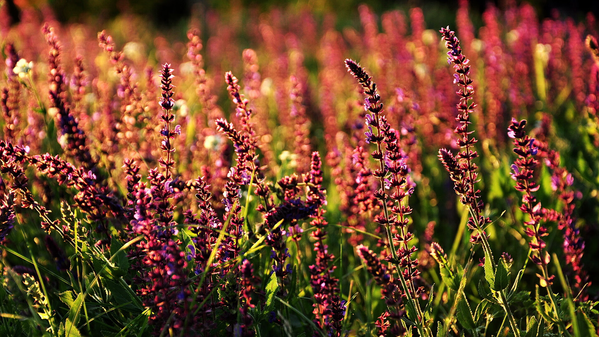 查默斯用实力回应所有质疑,查尔默斯科学究竟是什么